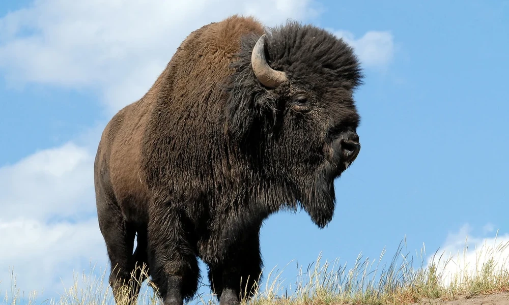 American bison with a large shoulder hump, shaggy brown coat, and short curved horns.