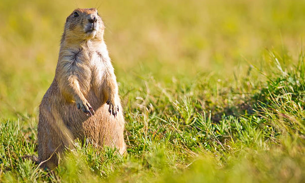 Prairie dog recognized for its compact body, alert posture, and burrowing lifestyle.