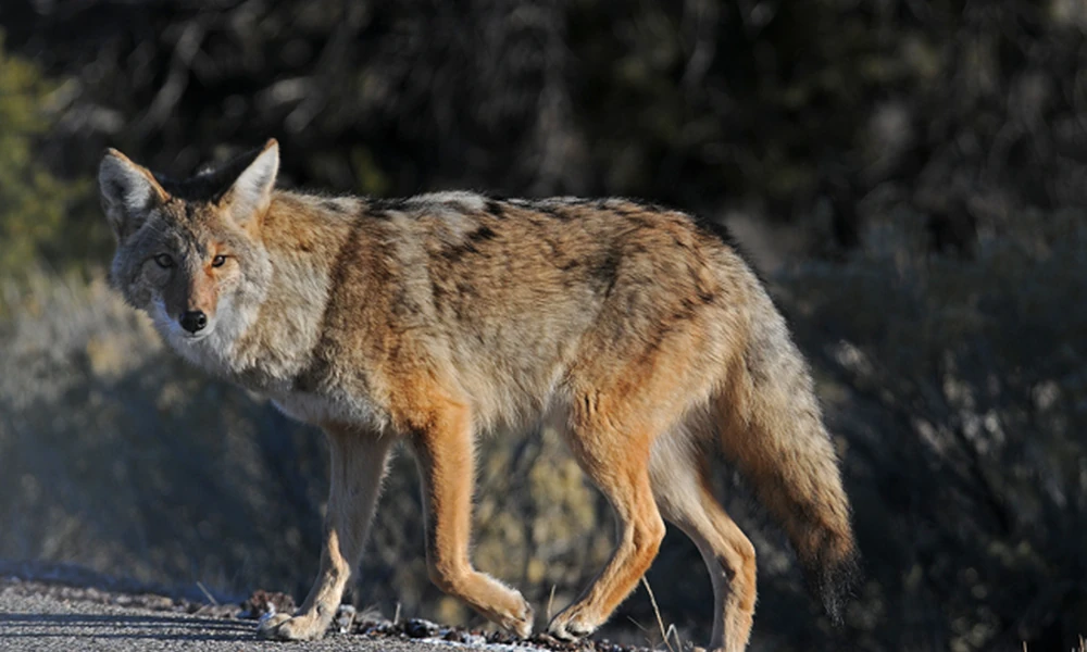 Coyote with pointed ears, a narrow muzzle, and a bushy tail.