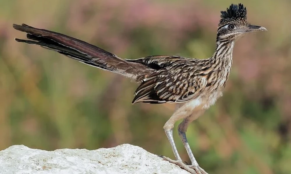 Greater roadrunner with a distinctive crest, long tail, and strong legs.