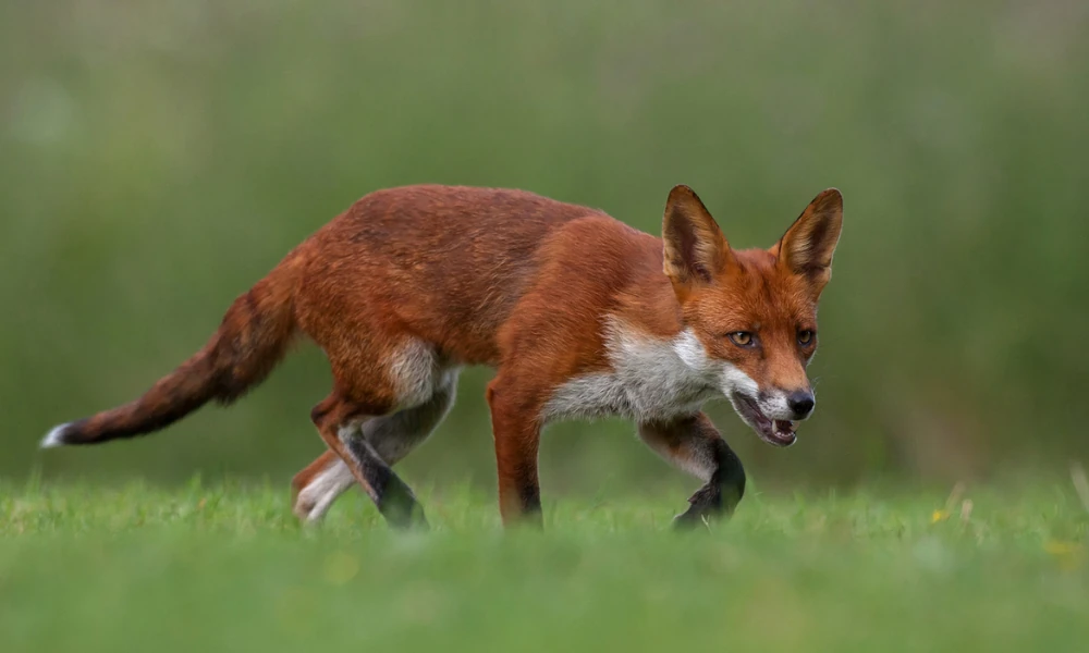 Red fox with orange-red fur, pointed ears, and a bushy tail with a pale tip.