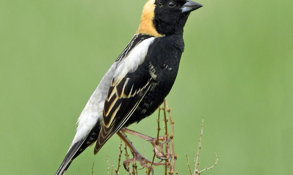 Male bobolink with black underparts, a pale yellow nape, and white back markings.