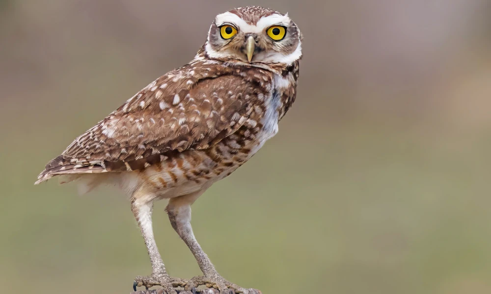 Burrowing owl with bright yellow eyes, long legs, and spotted brown feathers.