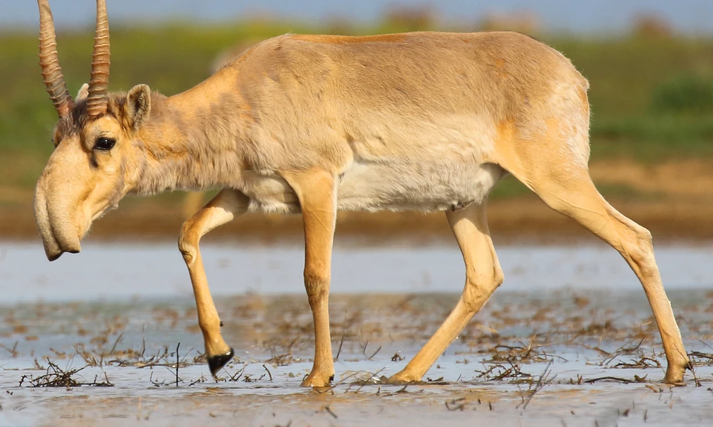 Saiga antelope with a distinctive bulbous nose and slender body.