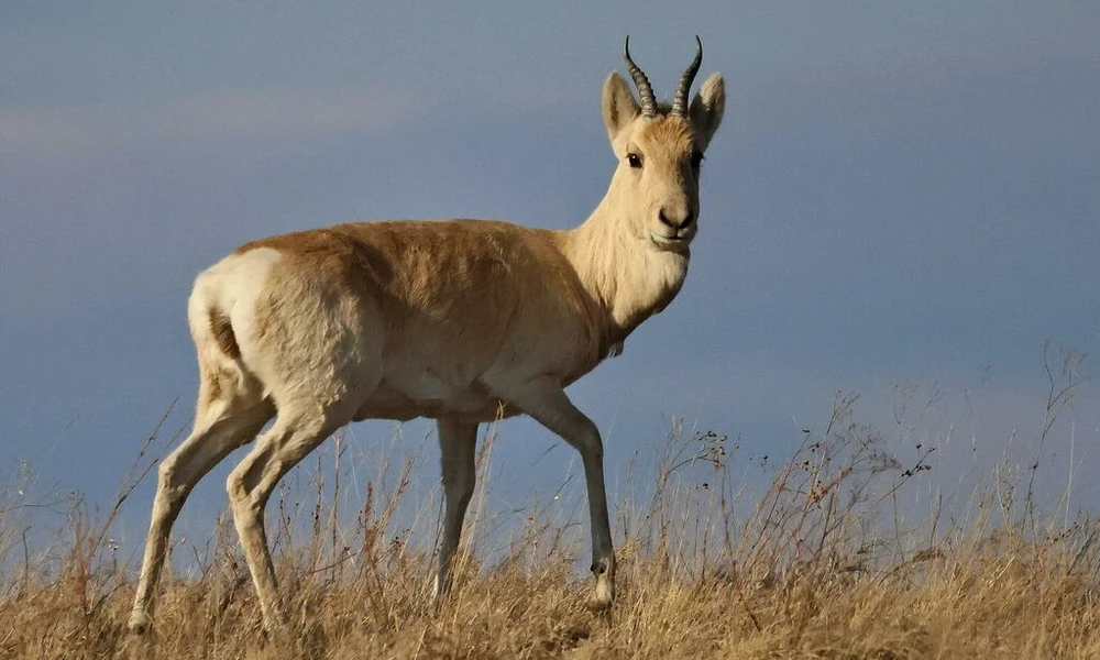 Mongolian gazelle known for its speed and large herds.