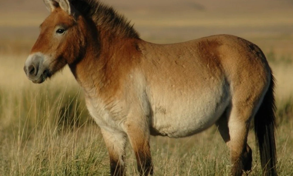 Przewalski's horse with a stocky build, dun coat, and short upright mane.