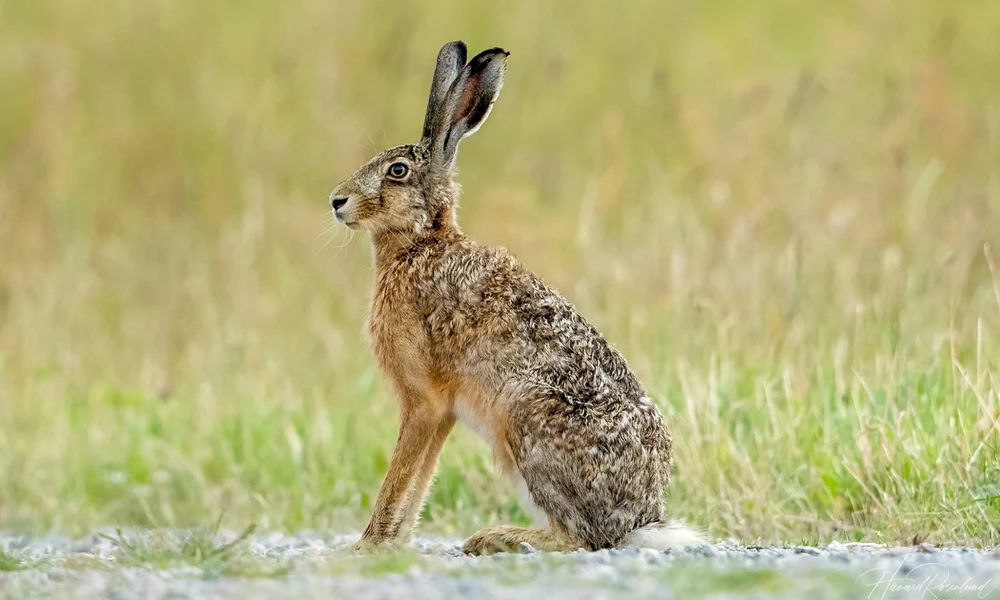 European hare with long ears, large eyes, and powerful hind legs.