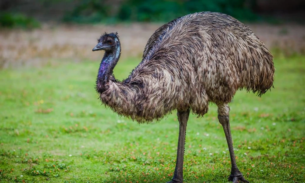 Emu with shaggy brown feathers, long legs, and a long neck.