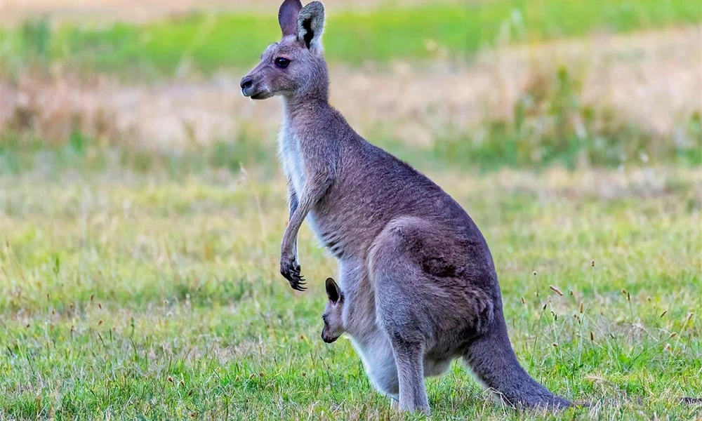 Kangaroo with muscular hind legs, a long tail, and a distinctive pouch in females.