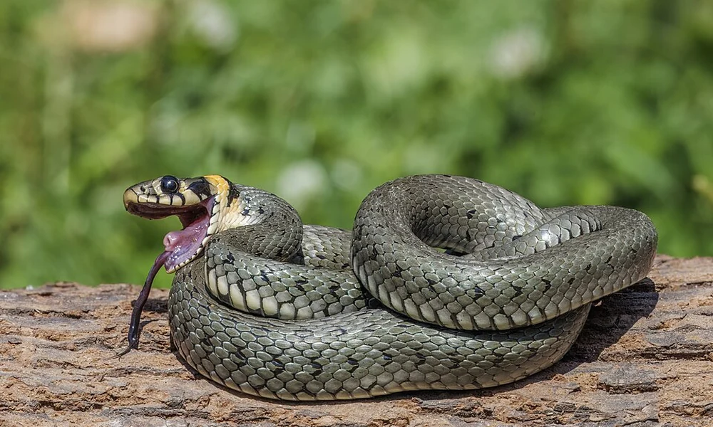 Grass snake with olive-green scales and a pale yellow collar behind its head.