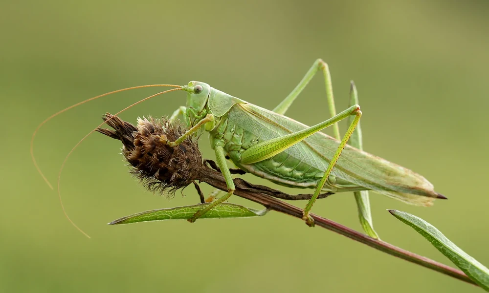 Grasshopper with enlarged hind legs and long antennae, adapted for jumping.