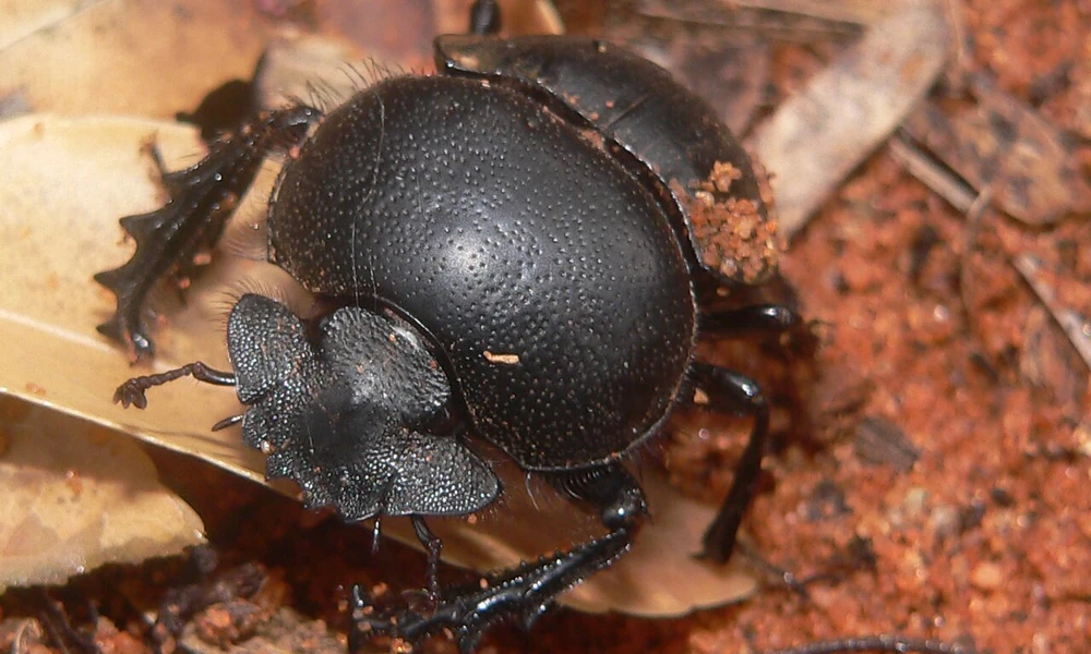 Dung beetle with a hard dark shell, known for breaking down and burying animal dung.