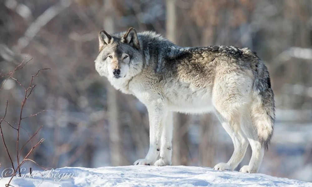 Gray wolf standing on a snowy rise in a winter forest and looking back at the camera