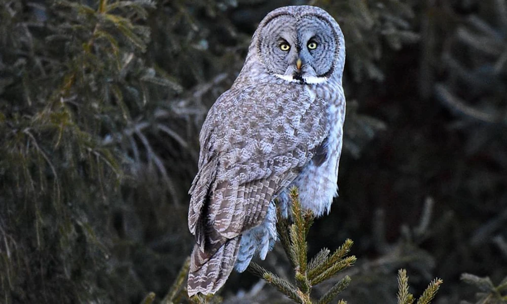 Great gray owl with a large round facial disk perched on top of a spruce tree