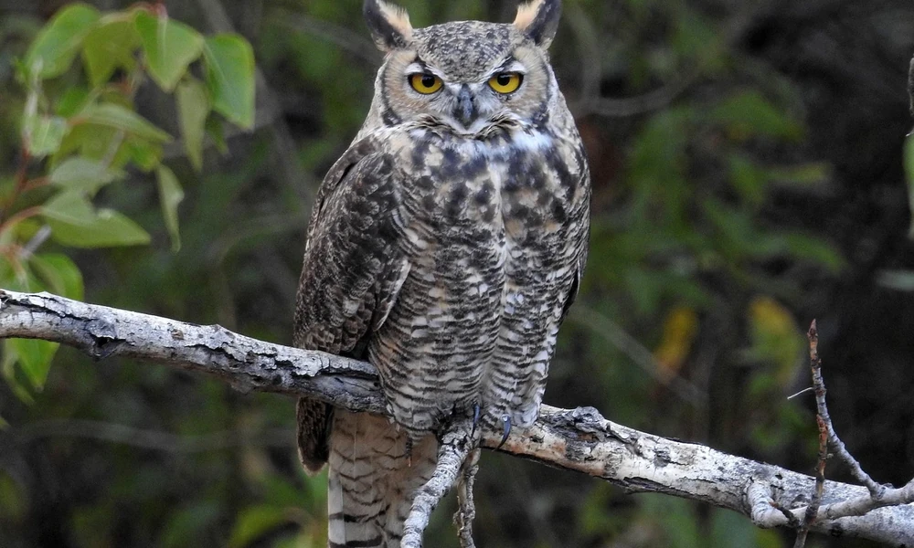 Great horned owl with yellow eyes and ear tufts perched on a bare branch