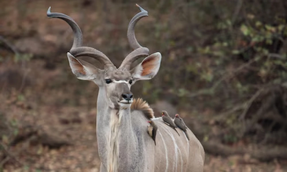 Male addax with long spiral horns standing on bare ground, two small birds perched on its back