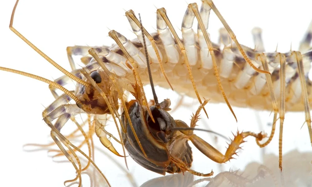 Close-up of a house centipede with long banded legs and antennae gripping a dark brown insect on a white reflective surface.