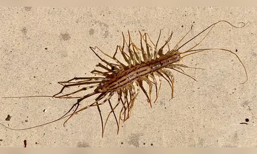 House centipede with a long striped body and many thin, banded legs and antennae, resting on a light concrete surface.
