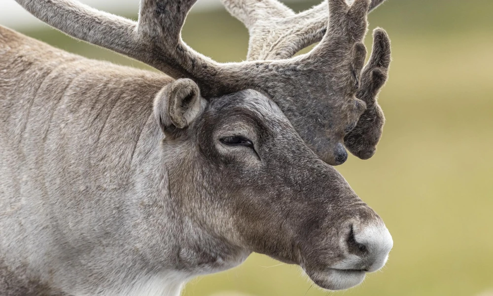 Close-up of a caribou showing its thick fur and antlers.