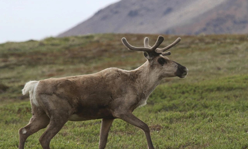 Caribou with a brown summer coat walking across green tundra.
