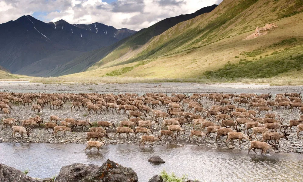 A herd of caribou moving across open Arctic tundra during migration.