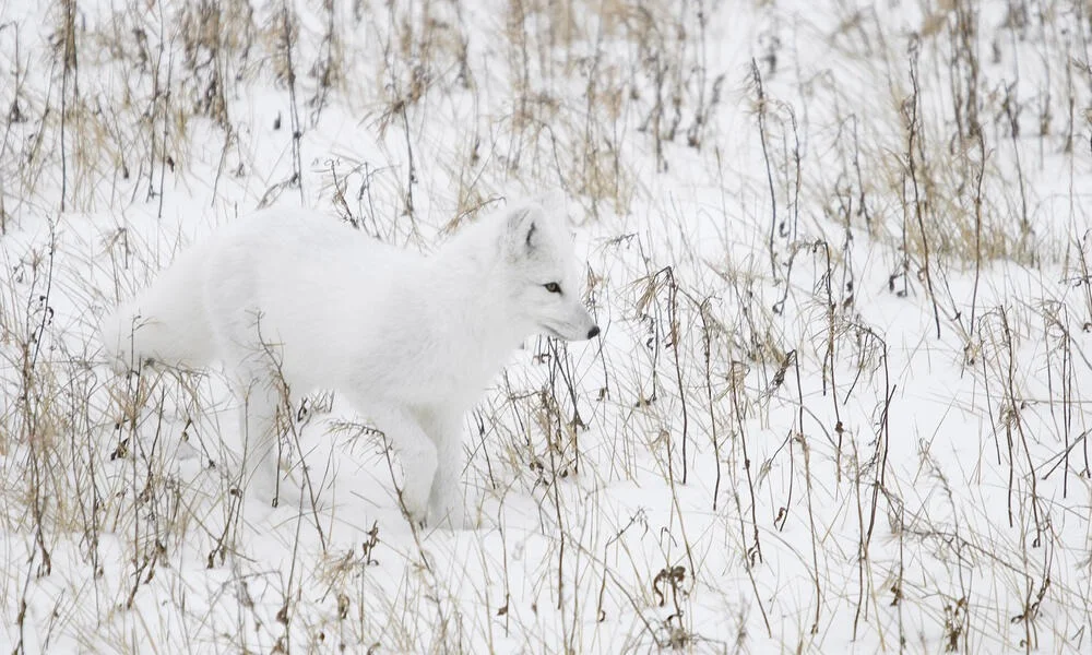 White Arctic fox walking through a snow-covered tundra with dry grass in winter.