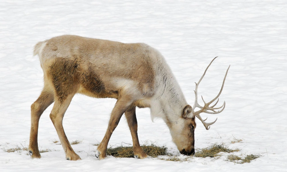 Caribou foraging in snow for vegetation during winter.