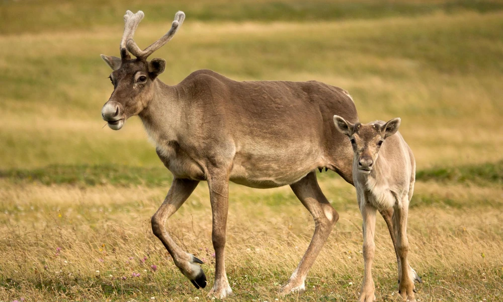 A caribou mother standing beside her young calf in a natural habitat.