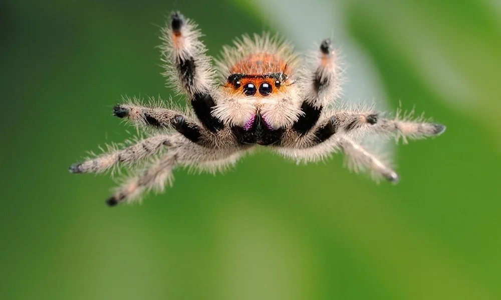 Fluffy orange, black and white jumping spider with legs spread wide, facing the camera against a soft green background.