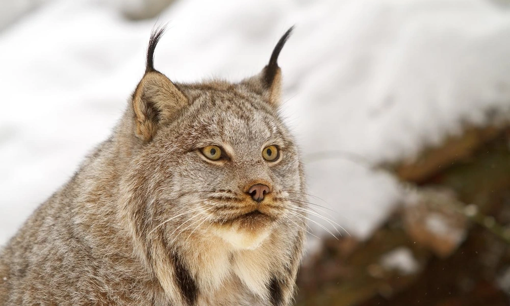 Close-up of a Canada lynx showing black ear tufts and thick facial fur.