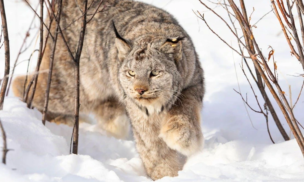 Canada lynx walking through a natural boreal forest.