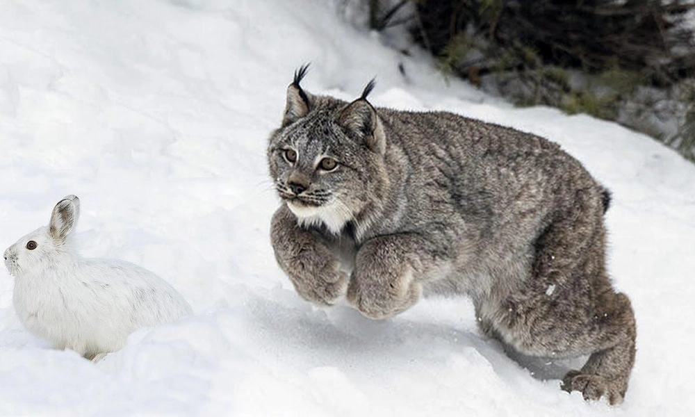 Canada lynx stalking a snowshoe hare in a snowy forest.