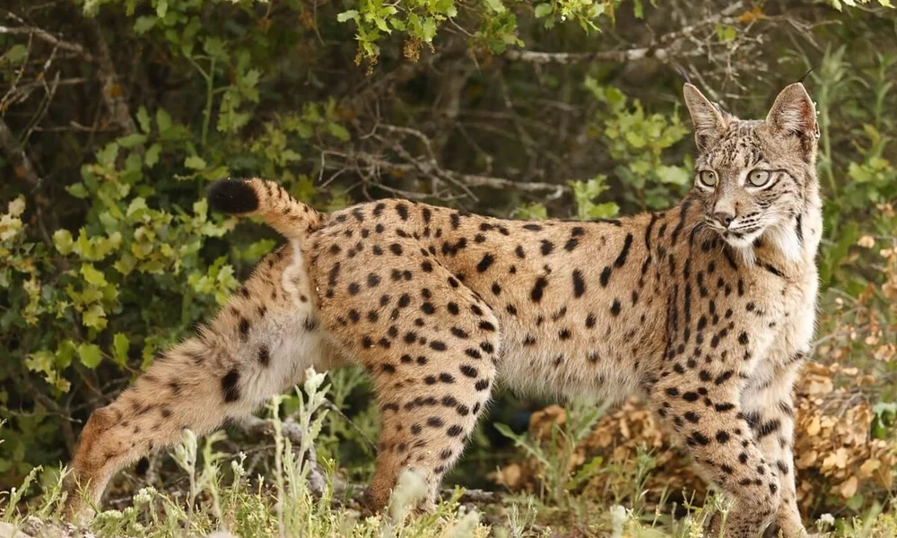 Iberian lynx with a spotted coat standing in Mediterranean scrubland.