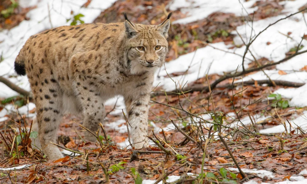 Eurasian lynx walking through a natural European woodland.