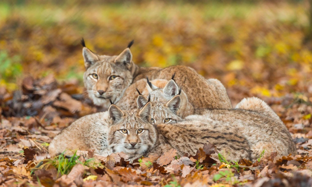 Mother Eurasian lynx resting beside her kittens in a sheltered forest den.
