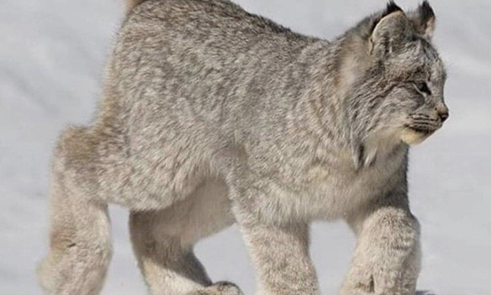Canada lynx walking on snow with its large, fur-covered paws visible.