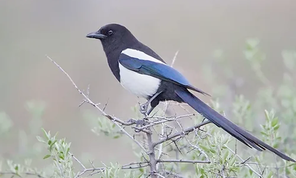 Magpie with black and white plumage and a long blue-green tail perched on a thin branch