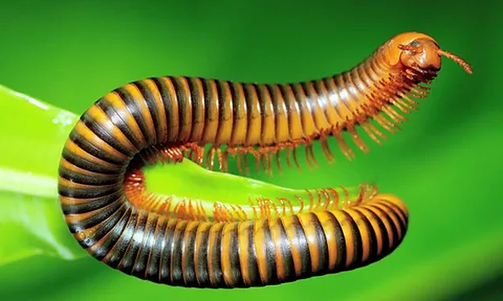 Orange and black banded millipede with many small legs arching across a bright green leaf