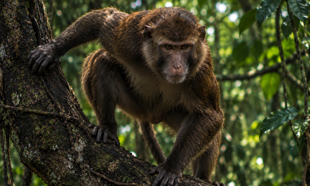 Macaque monkey climbing a moss-covered tree trunk in a tropical forest.