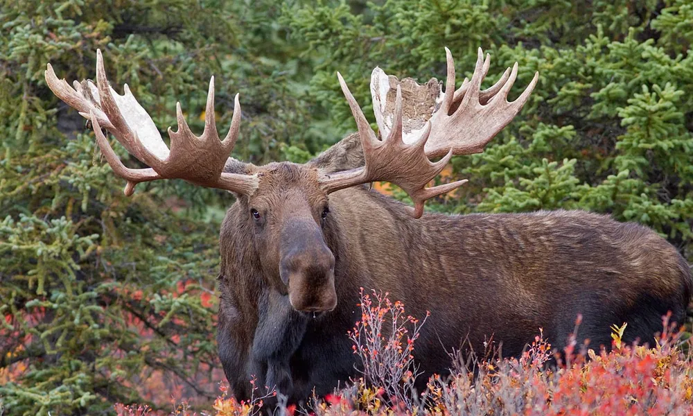 Bull moose with large antlers standing among spruce trees and red autumn shrubs