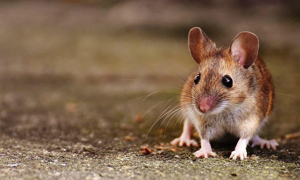 Brown rat with long whiskers and pink paws.