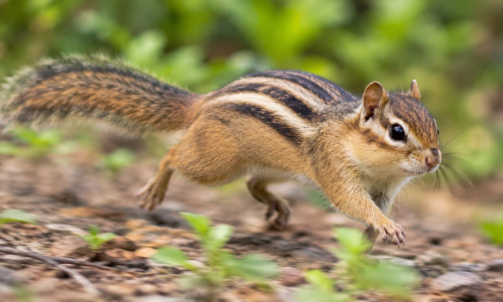 A chipmunk running across the forest floor with its body stretched forward and legs in motion.