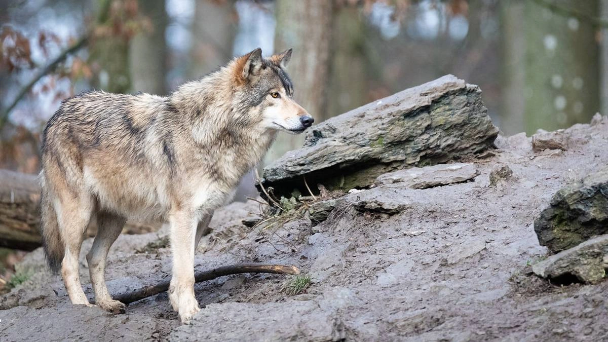 ulvesonen wolf zone
