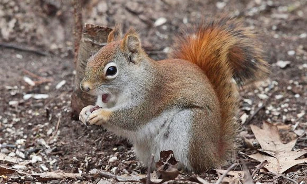 North American red squirrel eating a seed on the forest floor with its orange tail raised