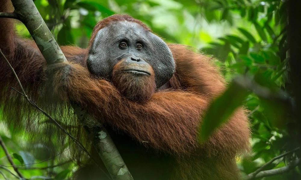 Bornean orangutan sitting on a rainforest branch.