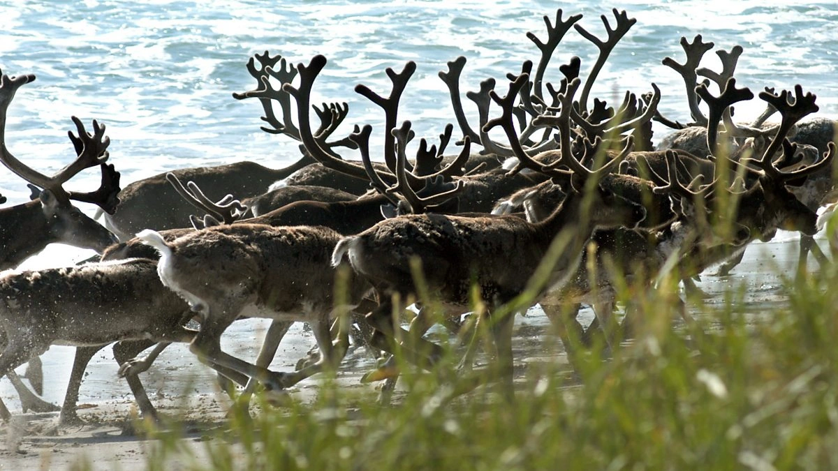 wild reindeer management areas
