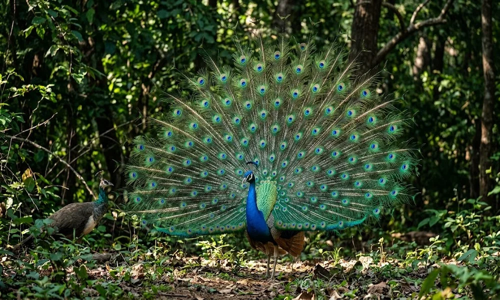 Peacock displaying its colorful tail feathers as visual animal communication to a peahen in a forest.