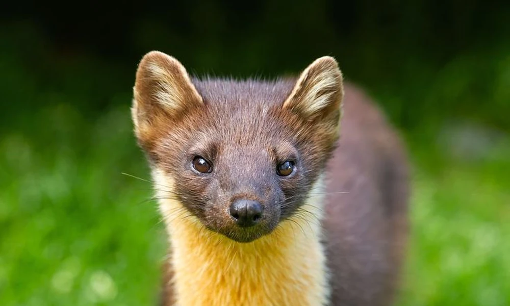Marten with dark brown fur and a yellow throat standing in green grass