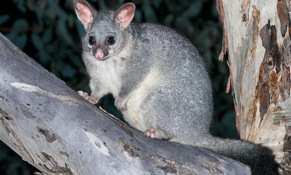 Brushtail possum sitting on a eucalyptus tree.