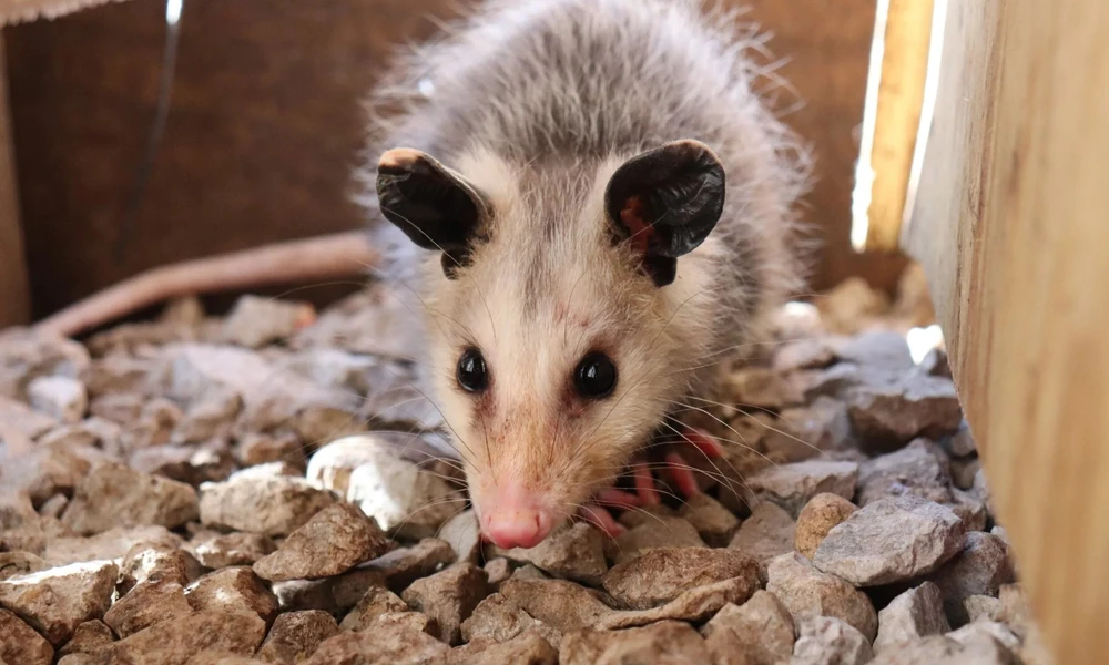 Young possum with a pink nose standing on gravel and looking at the camera